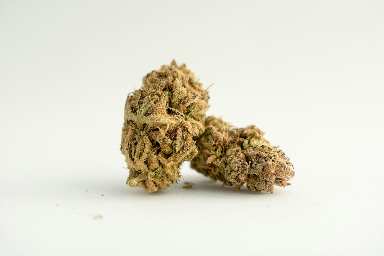Comment choisir sa fleur CBD : indoor, outdoor ou greenhouse ?