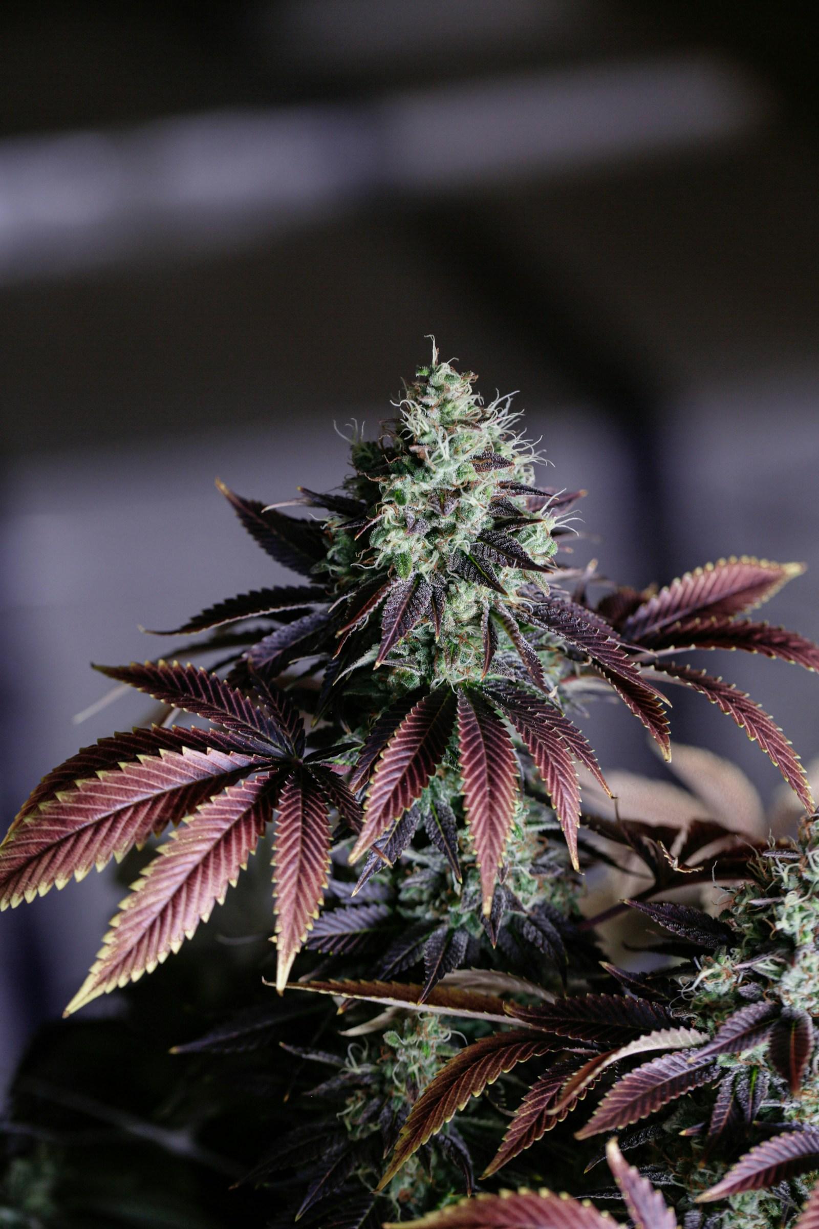 Strawberry Haze